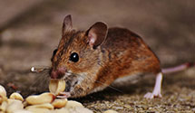 24 Hour & Emergency Exterminators in Cottonville, NC